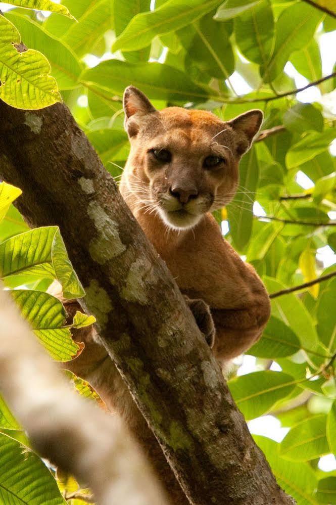 Bosque Del Cabo Rain Forest Lodge Puerto Jiménez 외부 사진
