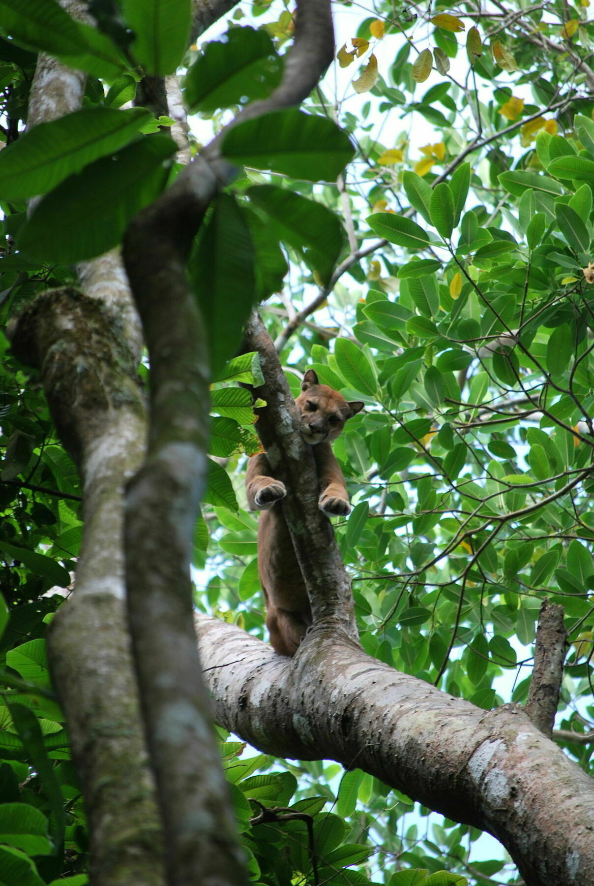 Bosque Del Cabo Rain Forest Lodge Puerto Jiménez 외부 사진